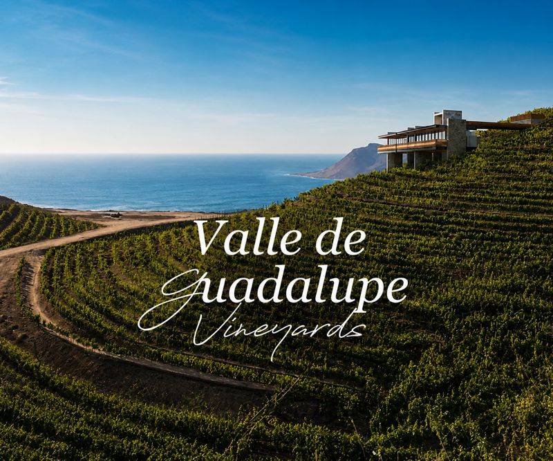 Things to do in Valle de Guadalupe — wine tasting among the vineyards on a Valle de Guadalupe wine country visit