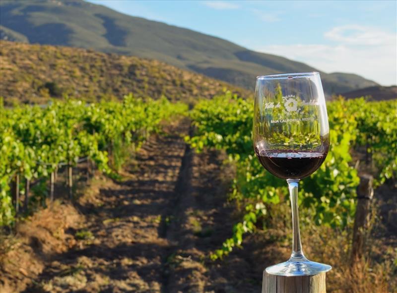 Wine glass and vineyard rows in Valle de Guadalupe wine country, Baja California