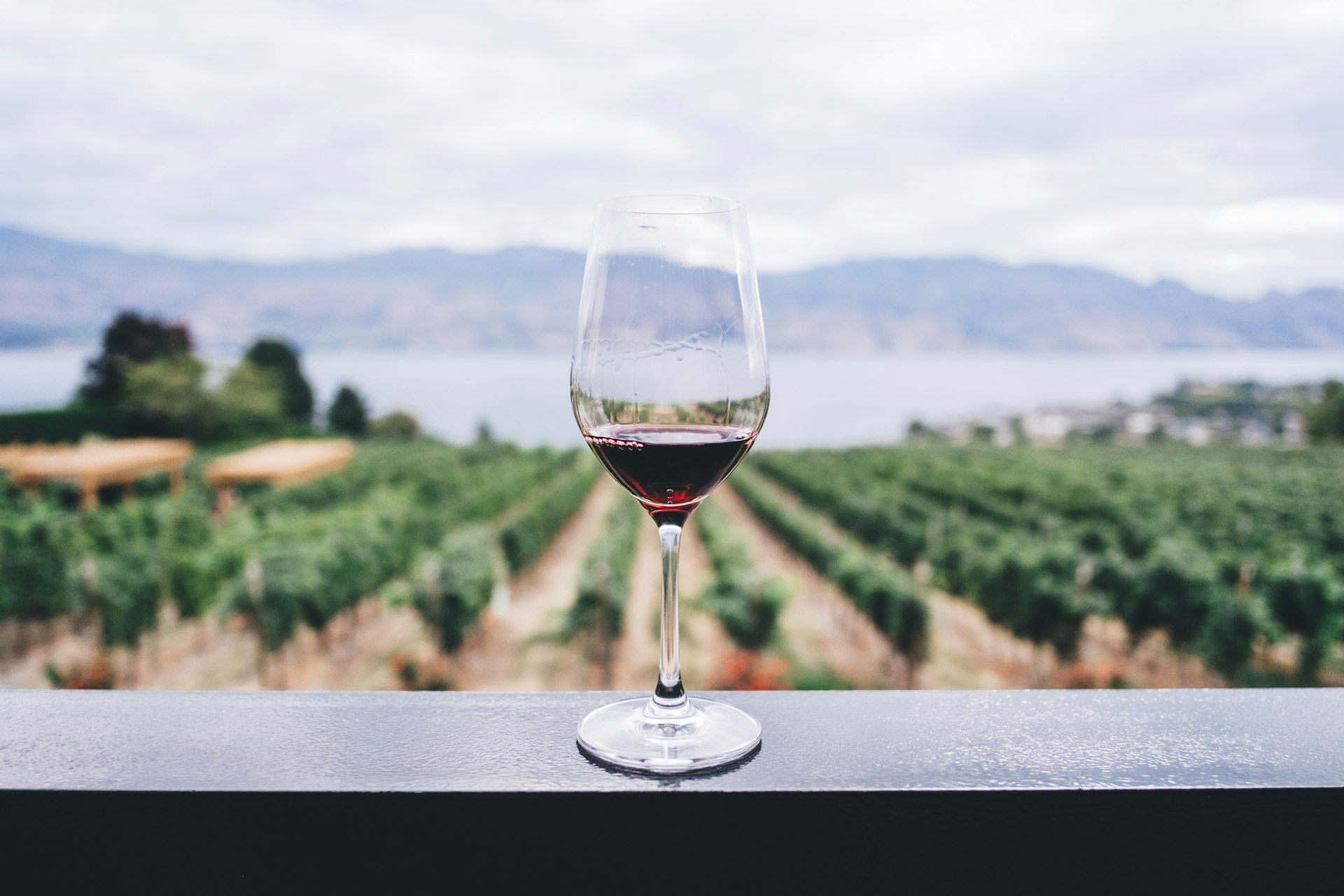 Glass of red wine overlooking vineyard rows in Valle de Guadalupe