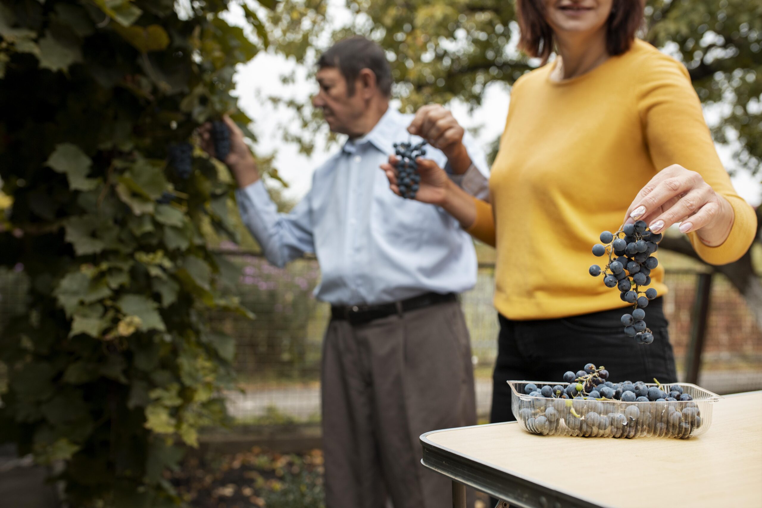 Hand-picked grapes from a Valle de Guadalupe vineyard harvest