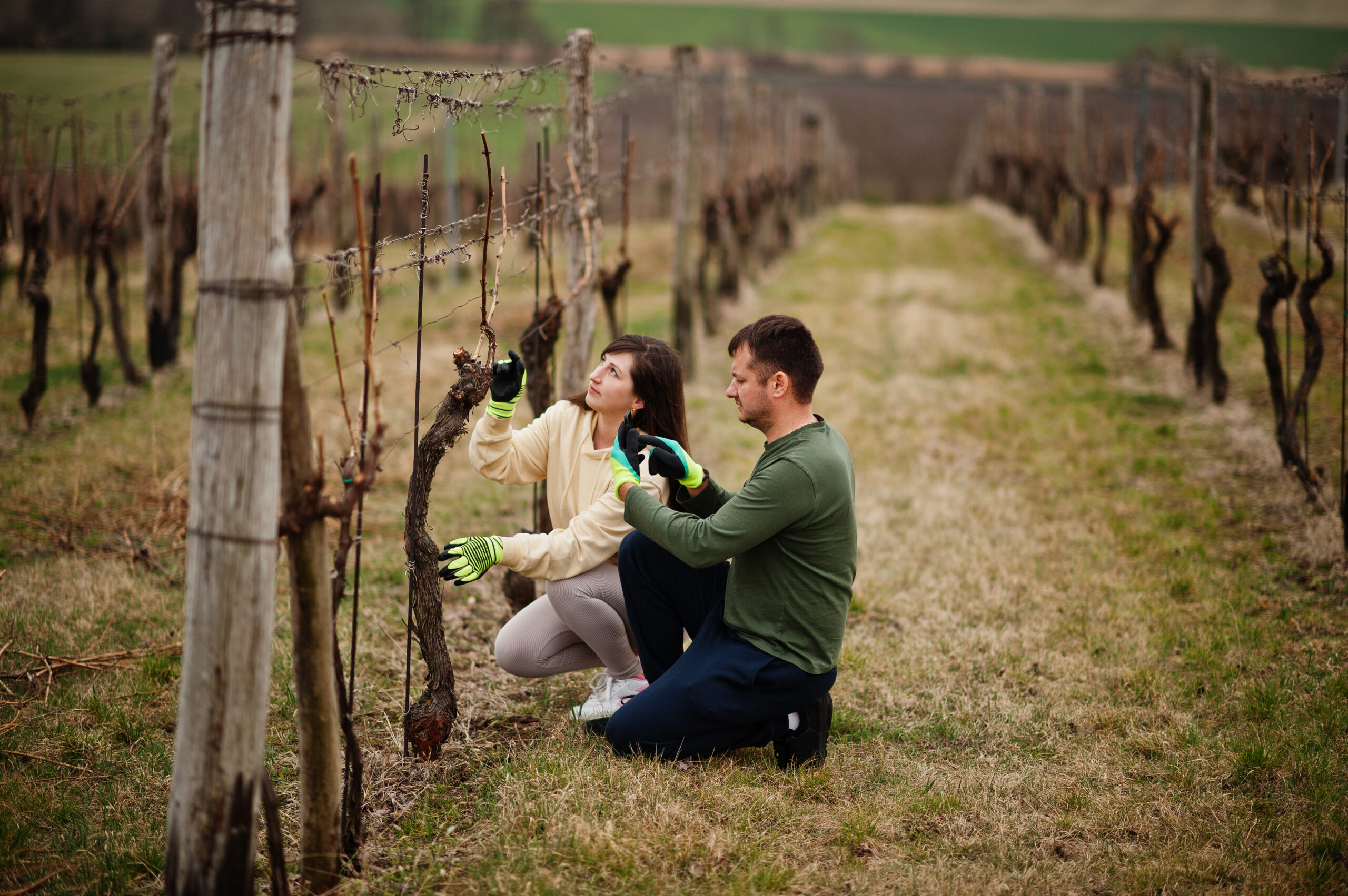 Tending grapevines at a Valle de Guadalupe vineyard, Baja wine country